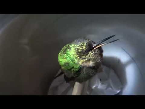 Hummingbird Snoring (No commentary, no extremely loud buzzing noise)