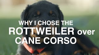 WHY I CHOSE THE ROTTWEILER OVER CANE CORSO