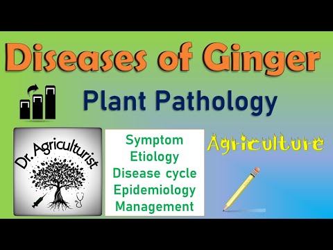 Video: Bacterial Soft Rot: Soft Rot Treatment And Control Options