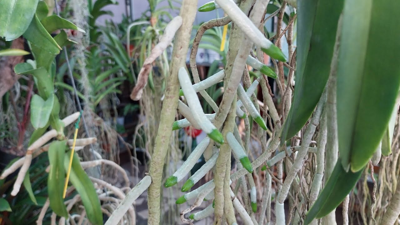 Regando Orquideas Vanda De Esta Manera Mira Que Raíces