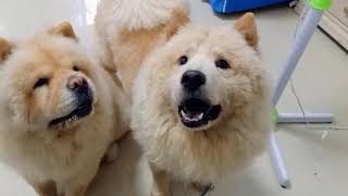 There are two types of dog|CHOW CHOW DOG