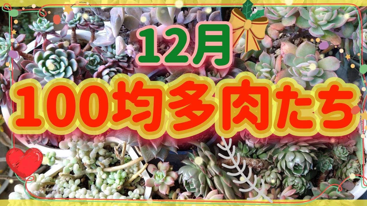 【多肉植物】12月の100均多肉たち🥰寒くなり紅葉が始まった💕🎉✨💖💝😊