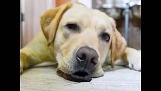 Уставшая собака - смешные уроки английского с Pet English Уставшая собака - смешные уроки английского с Pet English