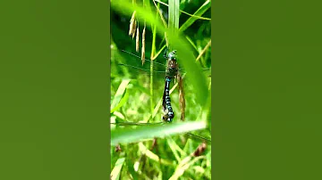 Shorts Nature 2024 