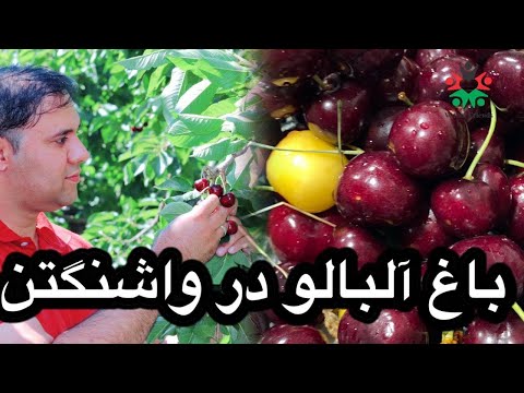 باغ البالو در واشنگتن