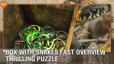 Box with snakes fast overview  Thrilling puzzle.