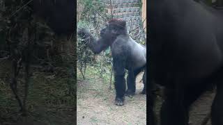 Cute Gorilla With A Muffled Mouth. Gentaro