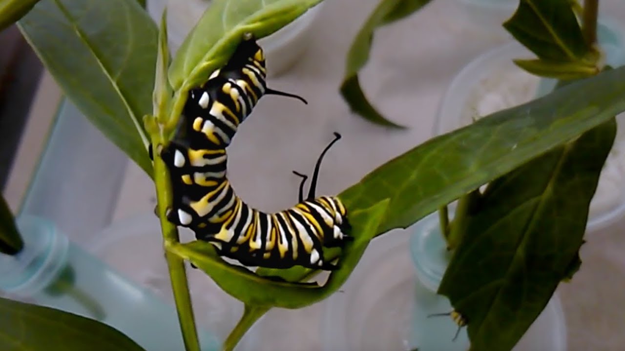 30+ Monarch Caterpillars YouTube