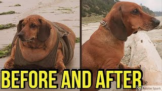 15 fat dogs weight loss before and after transformations