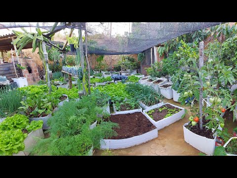 Quantas horas de sol e necessário para ter uma horta linda e produtiva