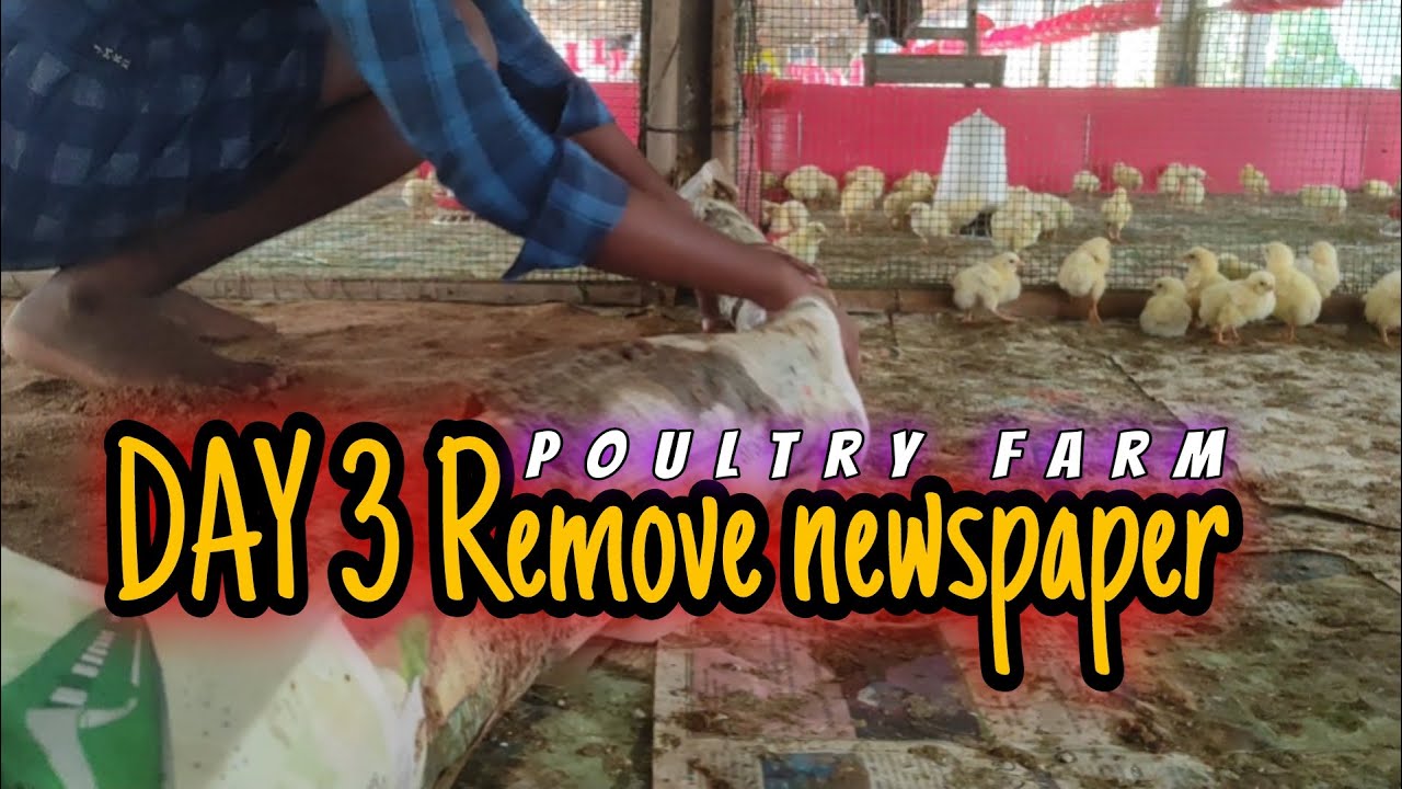 day-3-remove-newspaper-achievmente-life-memory-remove-newspaper