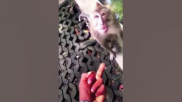Monkey Got Angry  man showing middle finger 🤣🙈