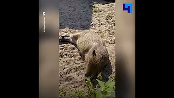 Капибары Ленинградского зоопарка переехали в летний открытый вольер