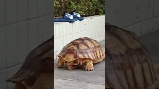 Hermann Tortoise Ejaculated 🐢 Resimi