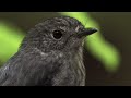 Male Robins Woo Females by Showing Off their Prime Real Estate 🐦 Into The Wild New Zealand