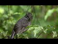 Male Robins Woo Females by Showing Off their Prime Real Estate 🐦 Into The Wild New Zealand