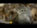 Robin Courtship Behavior and Mating