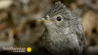 Male Robins Woo Females by Showing Off their Prime Real Estate 🐦 Into The Wild New Zealand by Smithsonian Channel 9,394 views 11 months ago 2 minutes, 26 seconds