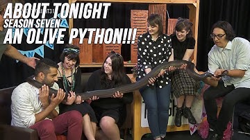 AN OLIVE PYTHON!!! - ABOUT TONIGHT S07E05 - (21/12/16)