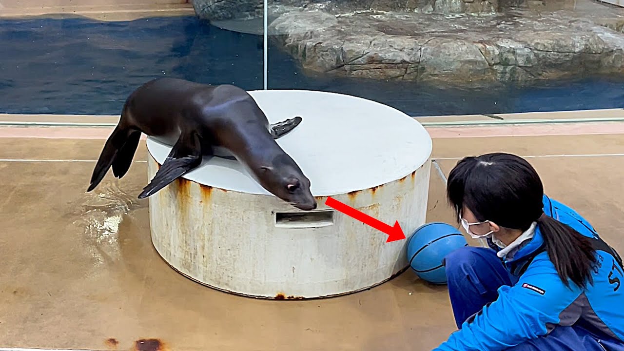 ボールが気になるけど、怖くて遊べない子供のアシカ - YouTube