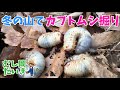 【必見！】冬の山でも昆虫採集しよう！カブトムシの幼虫採集！Japanese rhinoceros beetle(Allomyrina dichotoma)