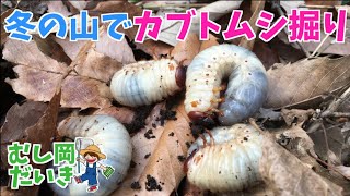 【必見！】冬の山でも昆虫採集しよう！カブトムシの幼虫採集！Japanese rhinoceros beetle(Allomyrina dichotoma)