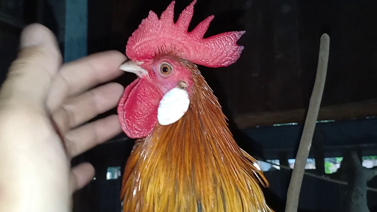 วิธีเลือกไก่ต่อ