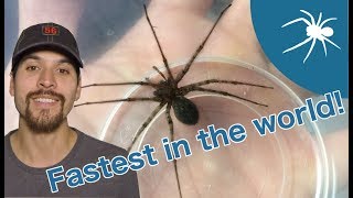 I caught the UK's BIGGEST and FASTEST spider!