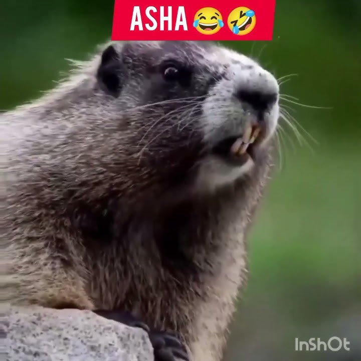 #shortsvideo #gallery bolane wala#new tag#asha# comedy#videoshow #short#YouTube#channel