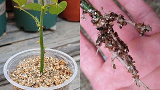 Plant cuttings | How to grow rose from cuttings | Propagation of rose branches with the Vermiculite