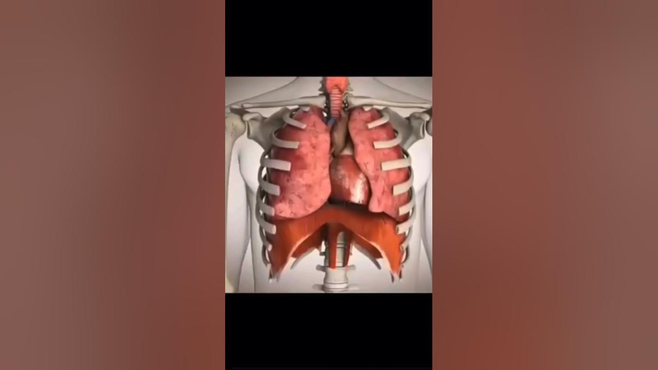 Diaphragm Relax and Contract YouTube
