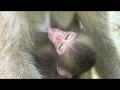 Mountain Monkey - Newest Baby HAL