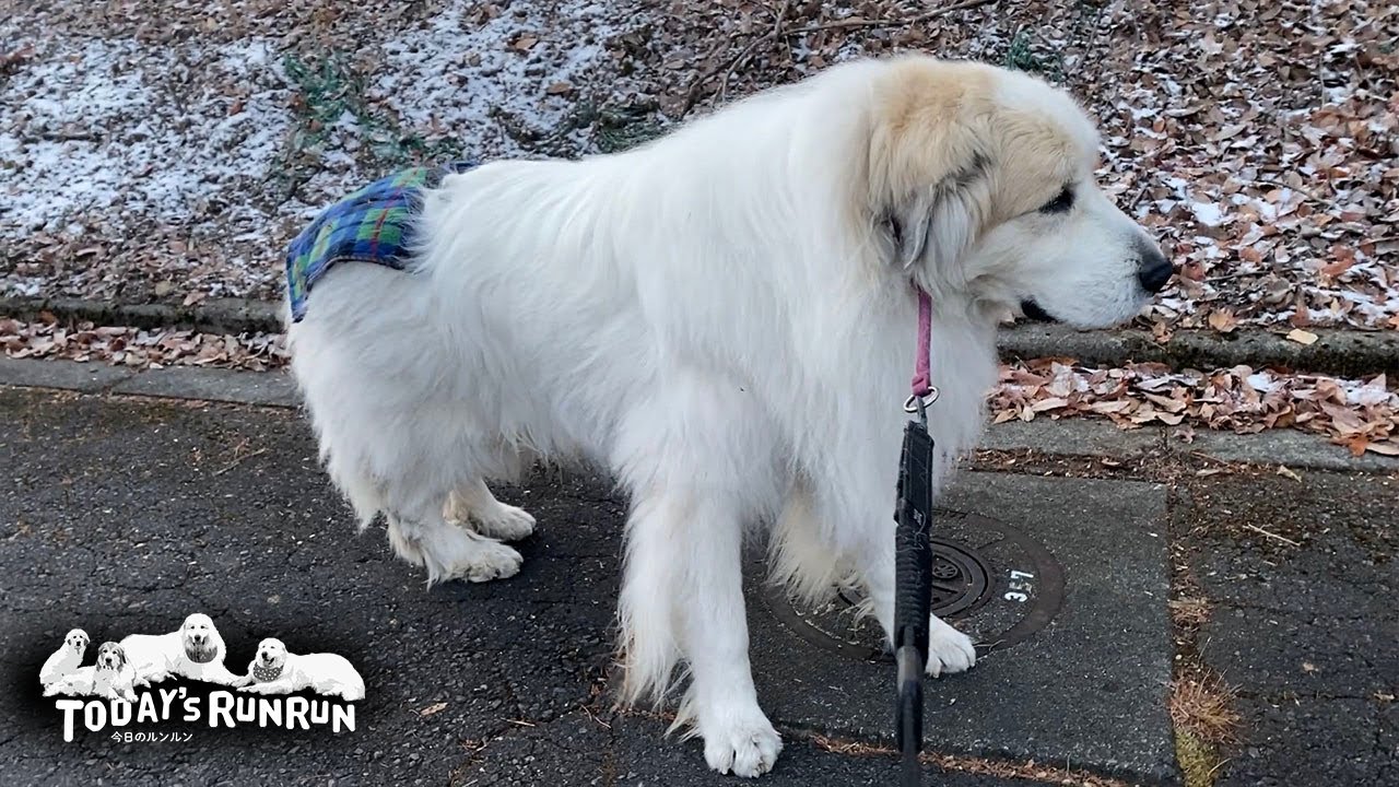 腰巻をリニューアルし血行促進待ったなしのアランです　Great Pyrenees　グレートピレニーズ