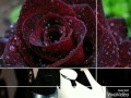 دخلك يا قلبي وقاف ما عاد بدي عيش