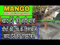           fertilizer management in the mango farm
