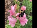 Bumblebees and Snapdragons