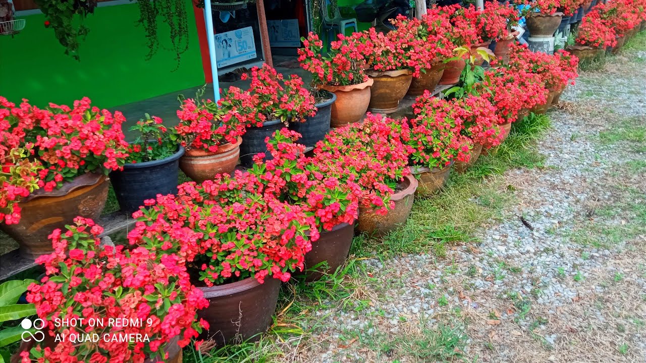 “เปลี่ยนกระถางครั้งเดียว โป๊ยเซียนแคระดอกดก พุ่มแน่น จนคนทัก!”