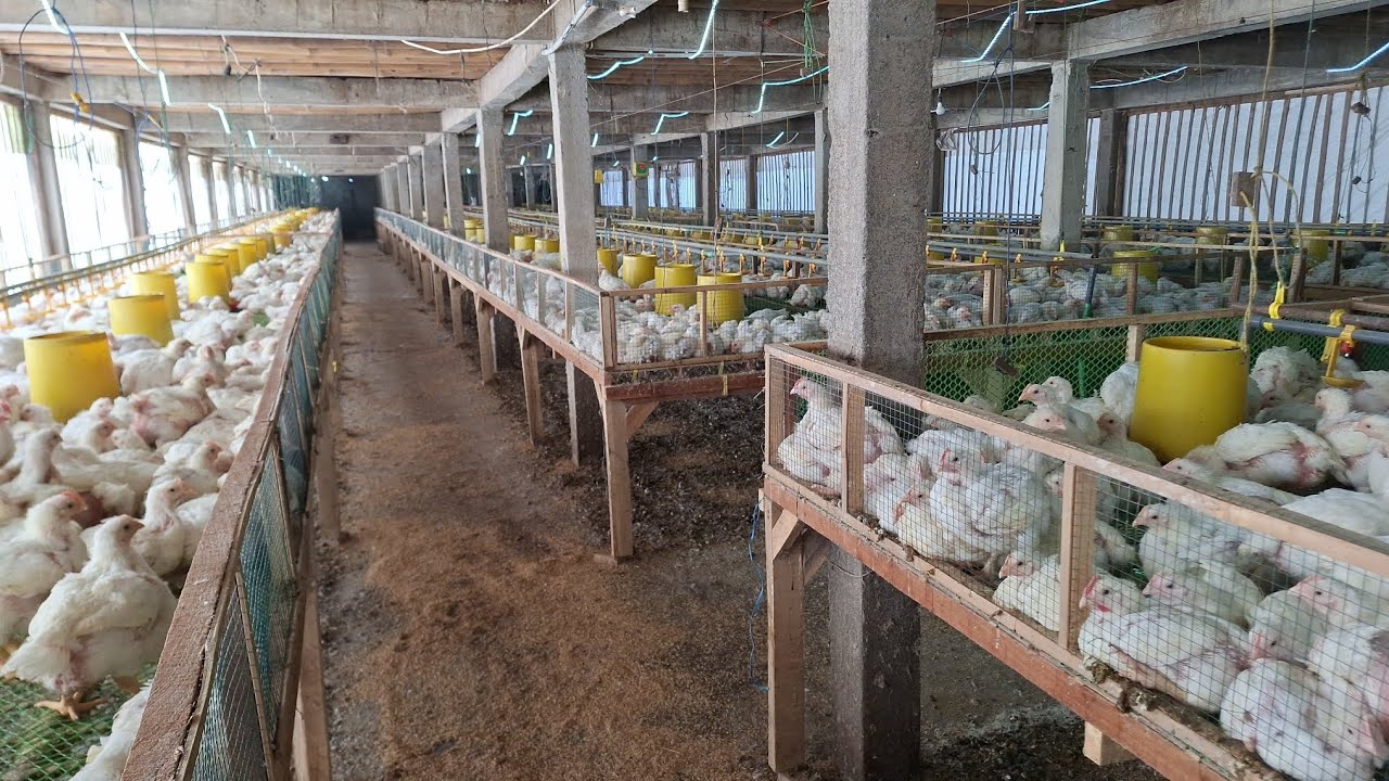 kandang AYAM 9x50 sistem RAK 13rb