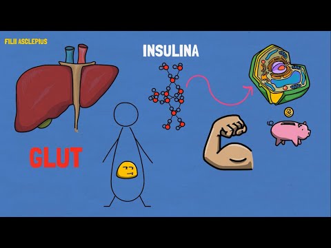 INSULINA | CÓMO FUNCIONA? | TIPOS DE INSULINA: Glargina, NPH, Regular, Lispro, Aspart, Detemir.