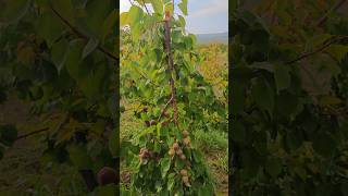 Fazla meyveden dalları kırılan meyve ağacı. Mersin Mut mikado kayısı ağacı meyve seyreltme #funny