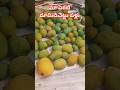 mango fruits without chemicals #shortsfeed #shorts #viral#trending #shortvideos