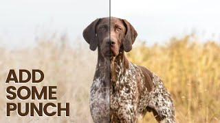 LIGHTROOM EDIT TUTORIAL TO ADD SOME PUNCH - Dog Photo Editing 101 screenshot 4