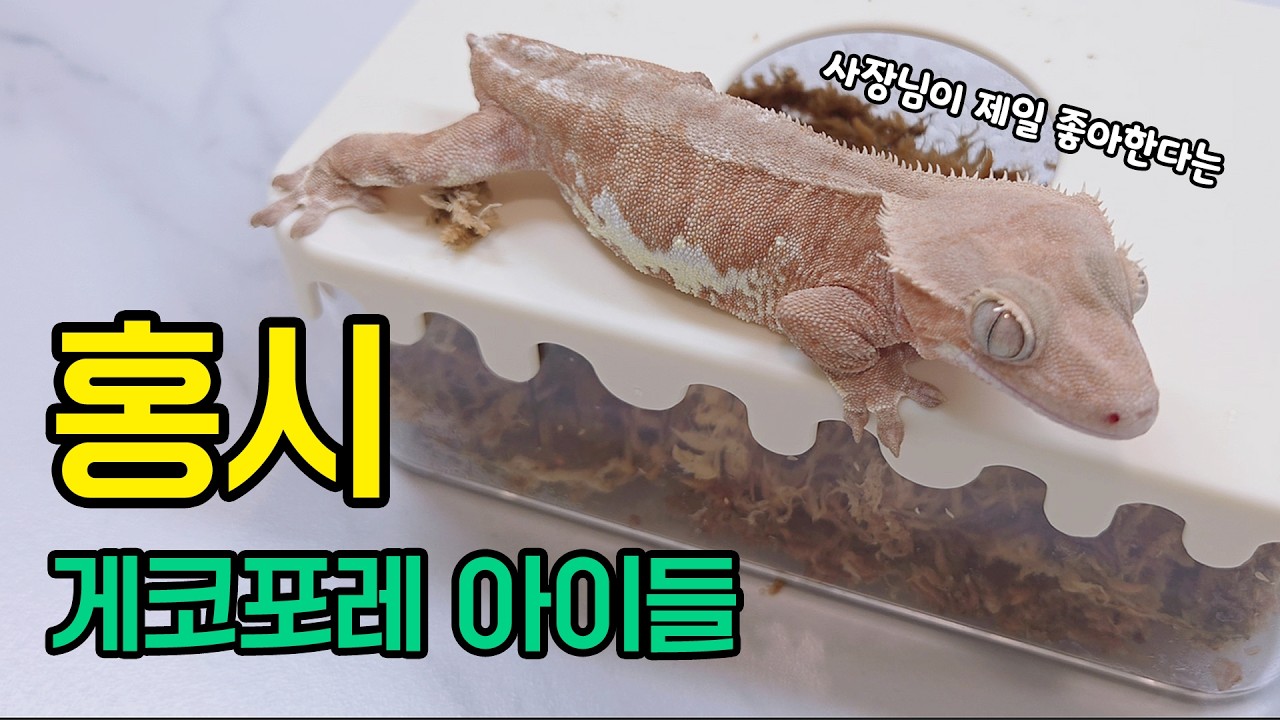 게코포레 아이들 - 홍시편