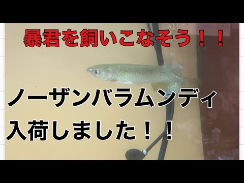 暴君を飼いこなそう!!ノーザンバラムンディご紹介! - YouTube 暴君を飼いこなそう!!ノーザンバラムンディご紹介! - YouTube