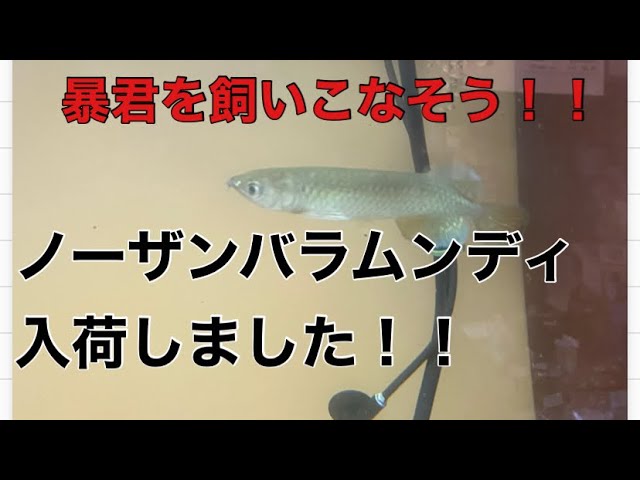 暴君を飼いこなそう！！ノーザンバラムンディご紹介！ - YouTube