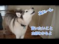 遂に遠吠えでもお話し上手を証明したシベリアンハスキーがこちら