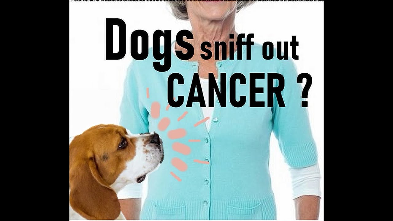 Can dogs sniff out cancer ? YouTube