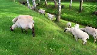 Ovečky na pastvě