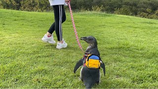 ペンギンのタンク君、リュックを背負ってお散歩に行きました