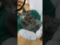 Cat catsoftiktok catlover catlove russianblue tiktokindia vacations kitty kit